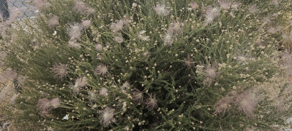 Apache Plume with dispersing seed