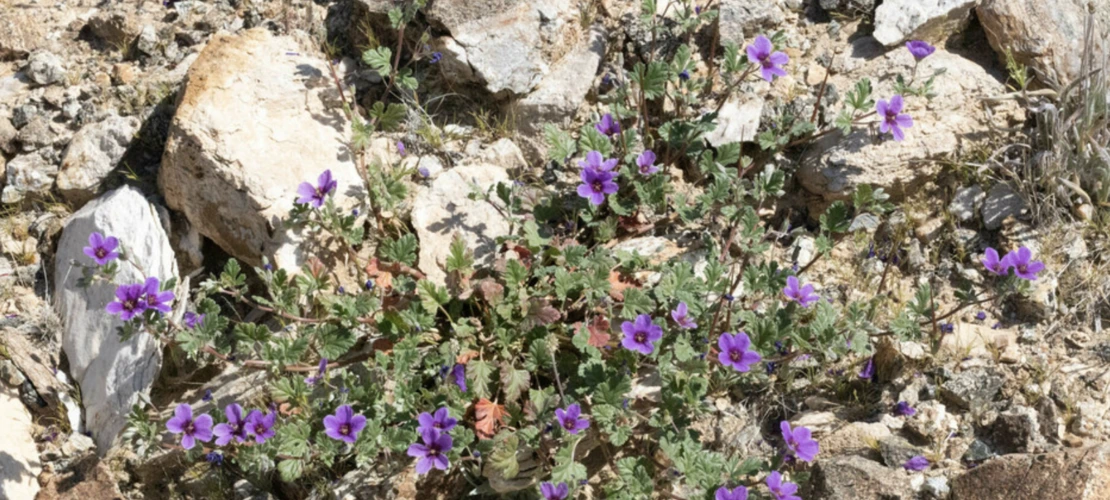 Erodium texanum