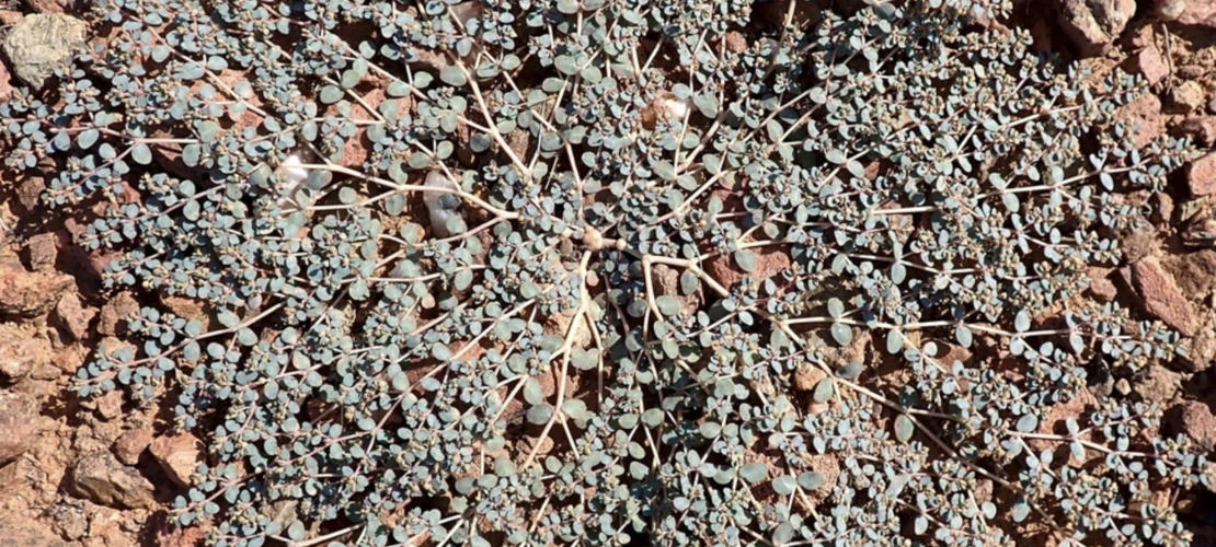Euphorbia micromera