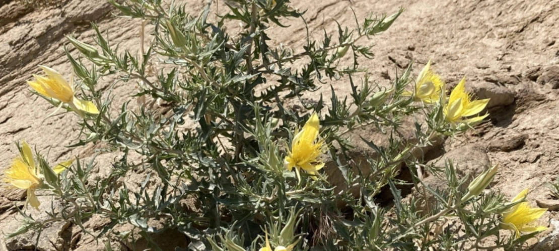 Mentzelia laevicaulis