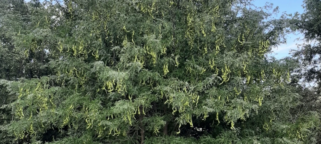 Gleditsia triacanthos