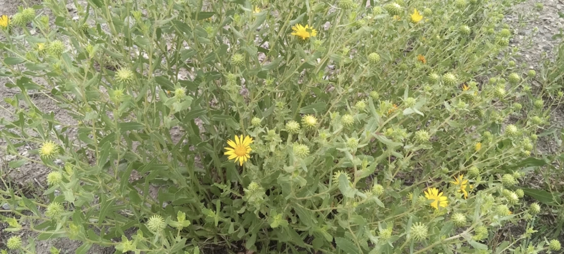 Grindelia squarrosa