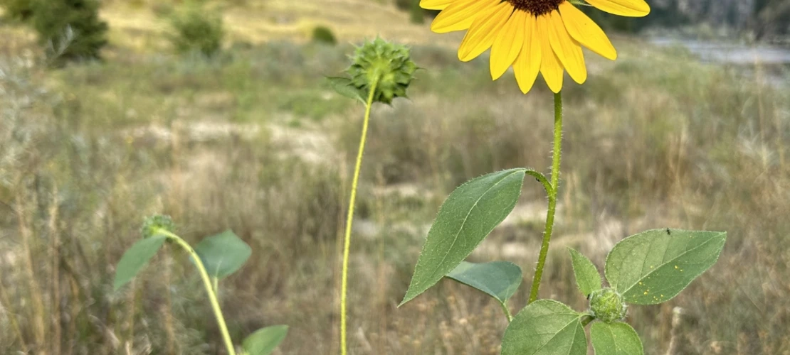 Helianthus annuus