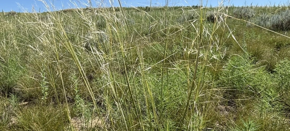 Hesperostipa comata