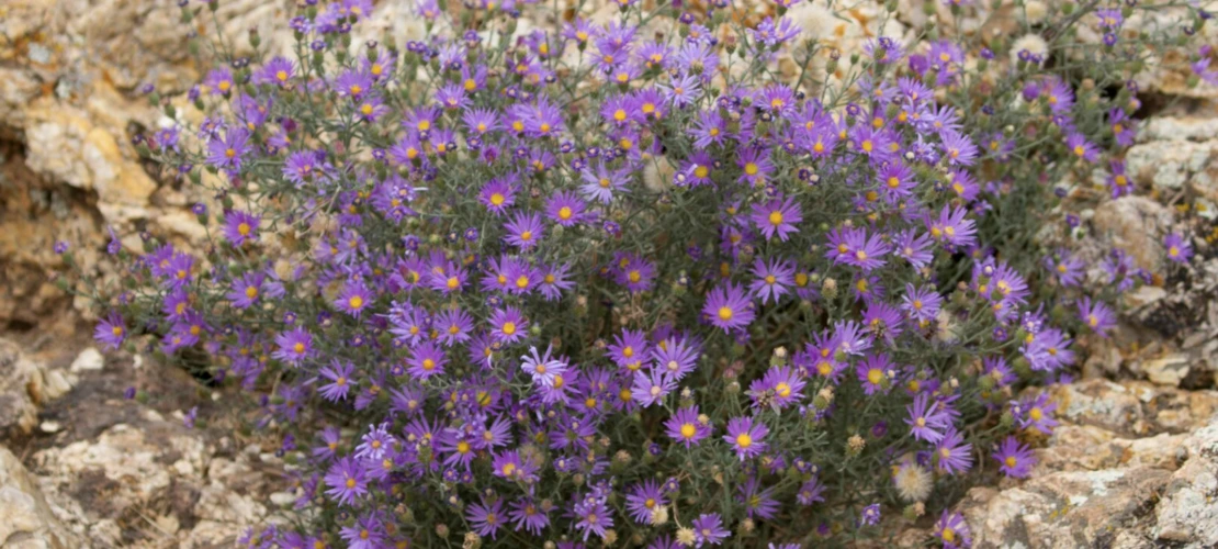 Hoary Tansy Aster