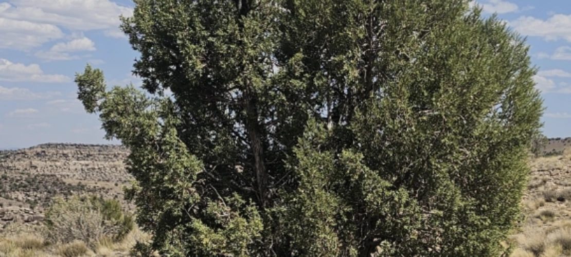 Juniperus osteosperma