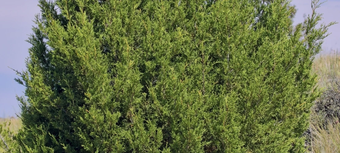 Juniperus scopulorum