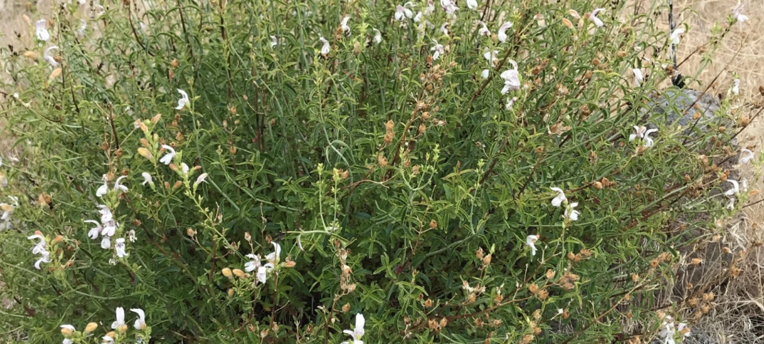 Keckiella breviflora