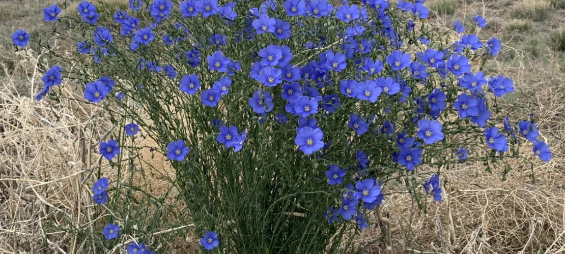 Linum lewisii