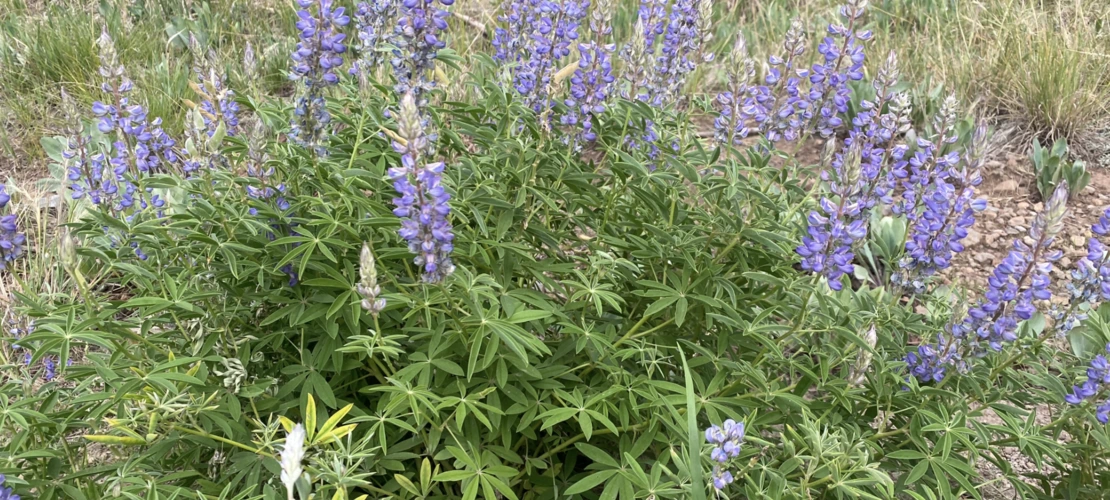 Lupinus argenteus