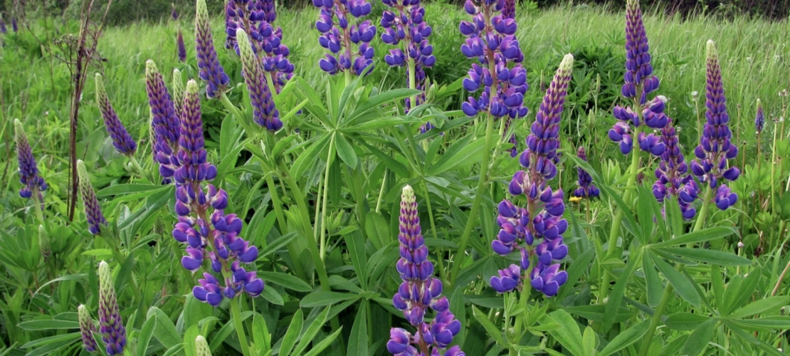 Lupinus polyphyllus
