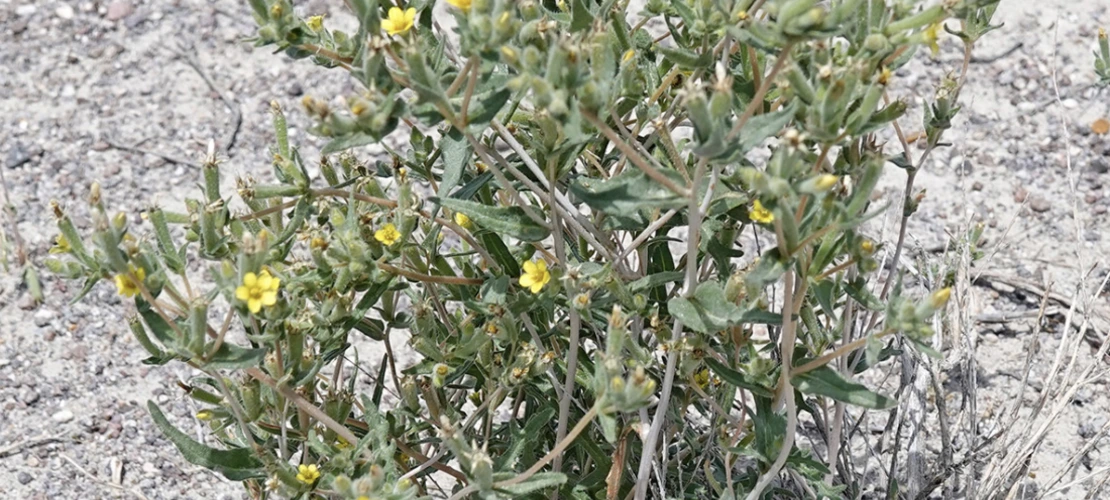 Mentzelia albicaulis