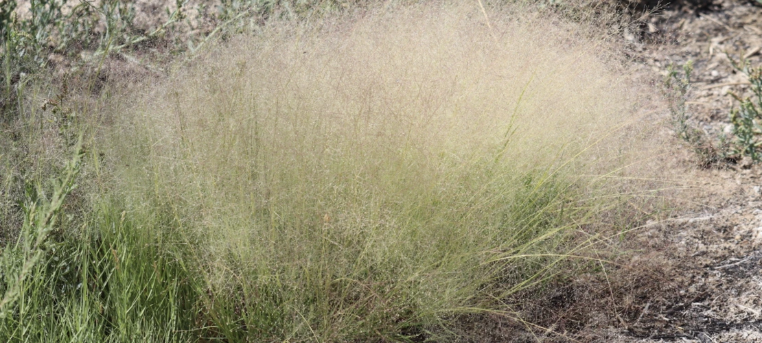 Muhlenbergia asperifolia