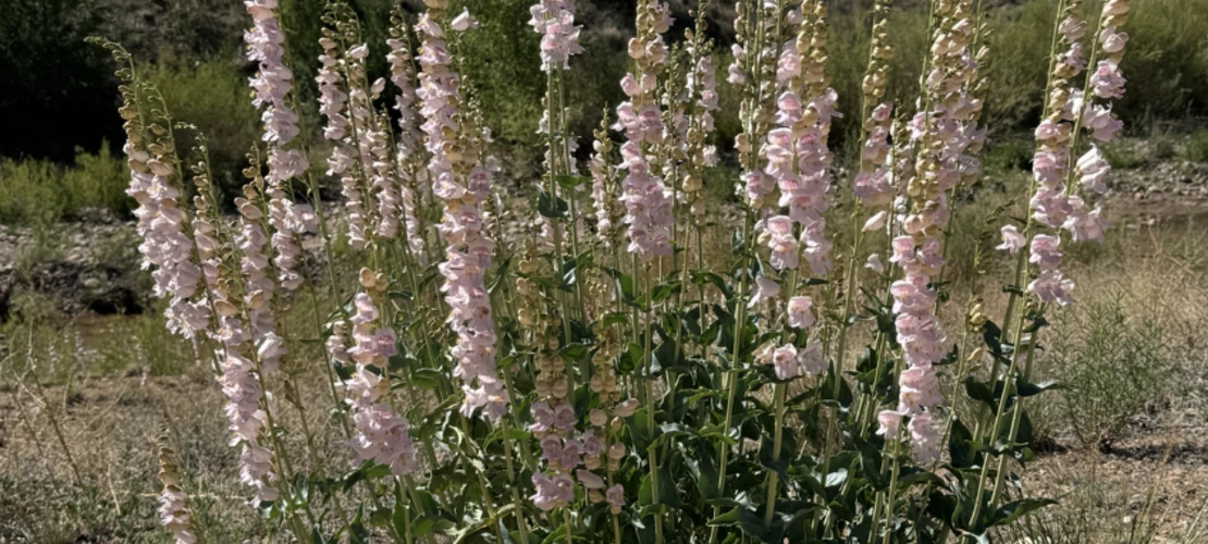 Palmer's Penstemon