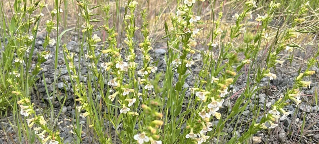 Penstemon deustus