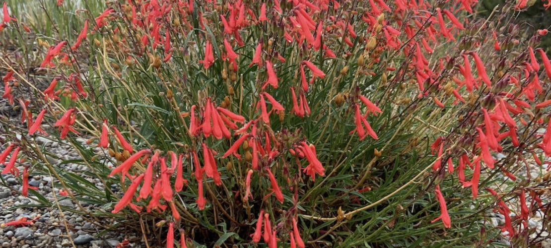 Penstemon rostriflorus