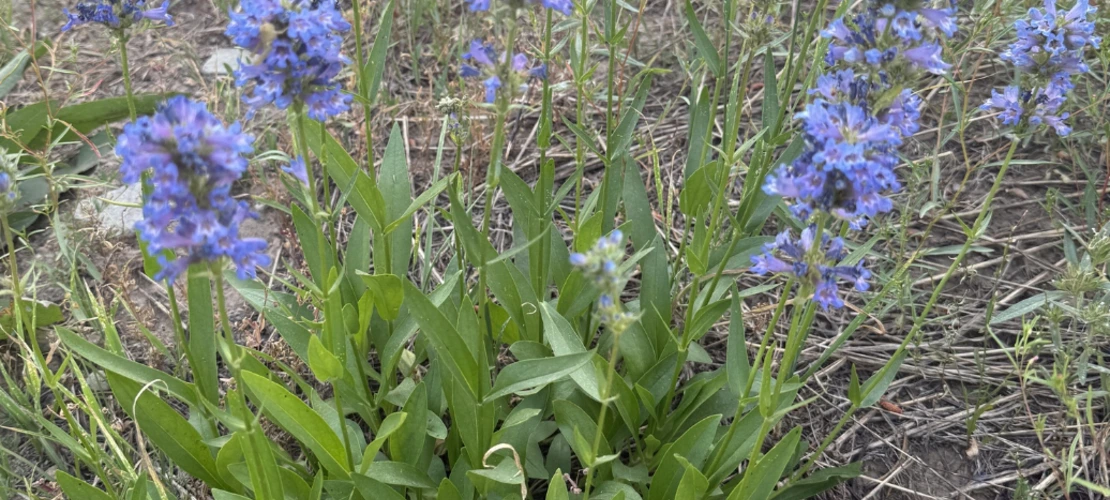 Penstemon rydbergii