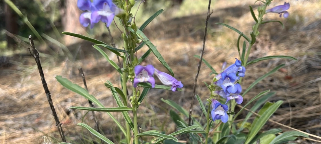 Penstemon speciousus