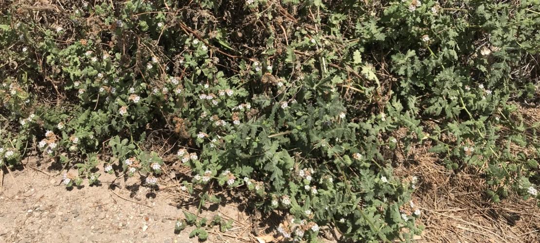 Phacelia ramosissima