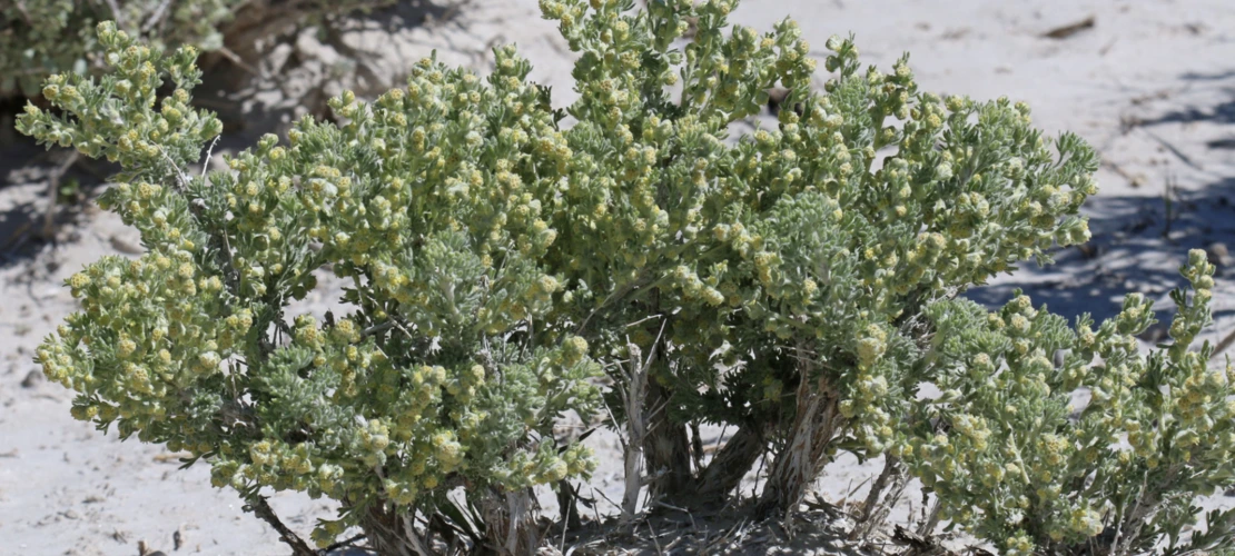 Picrothamnus desertorum