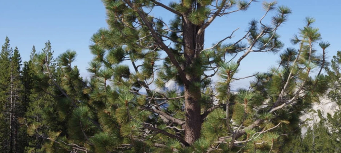Pinus jeffreyi