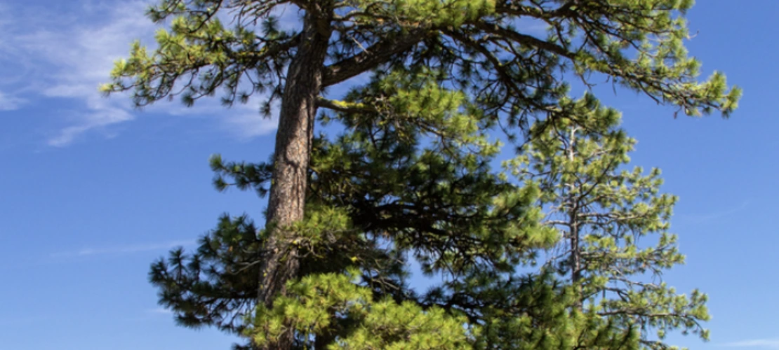Pinus ponderosa