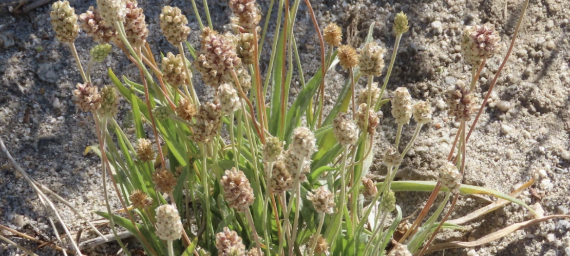 Plantago ovata