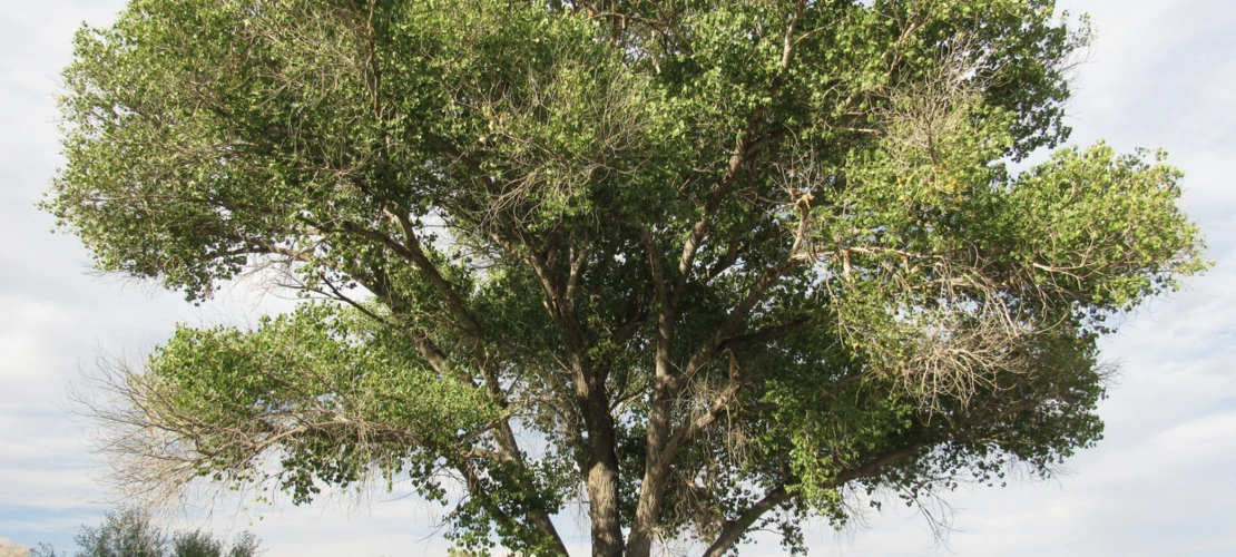 Populus fremontii