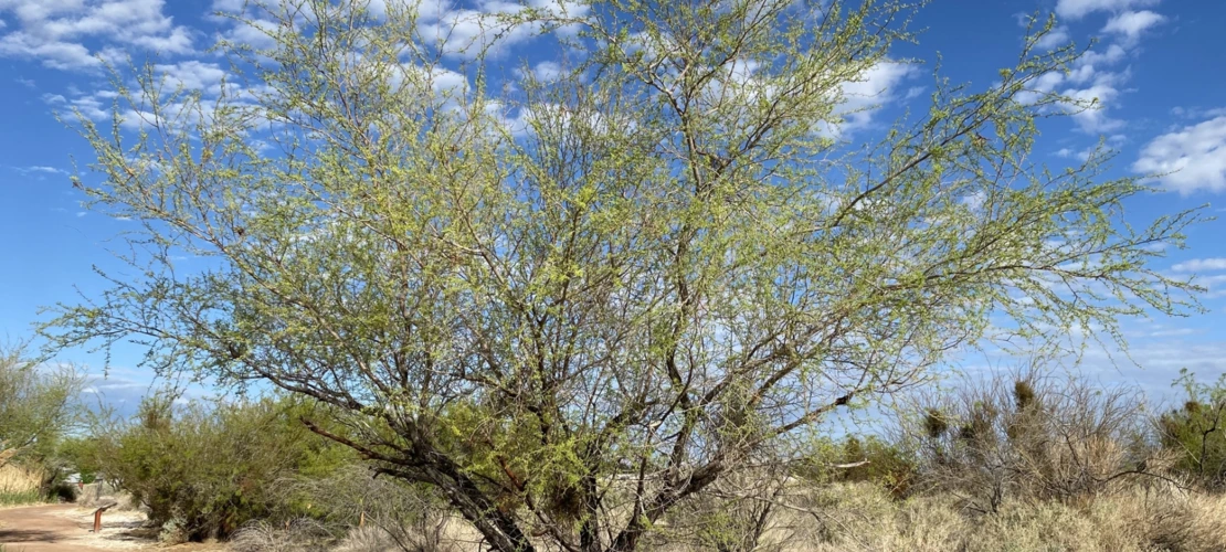 Prosopis pubescens