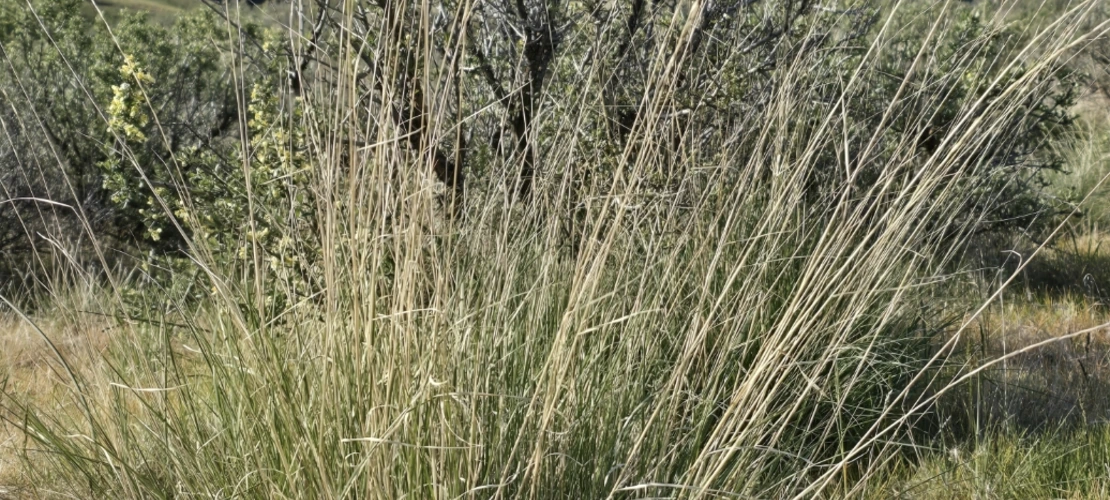 Pseudoroegneria spicata