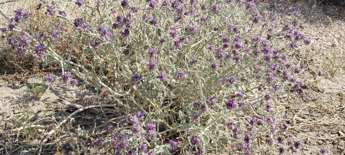 Psorothamnus polydenius