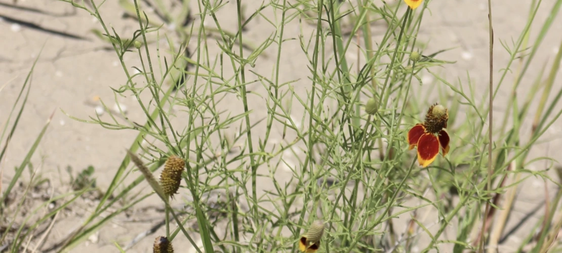 Ratibida columnifera