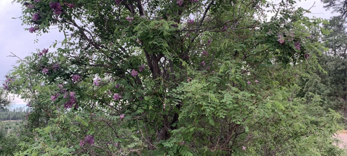 Robinia neomexicana