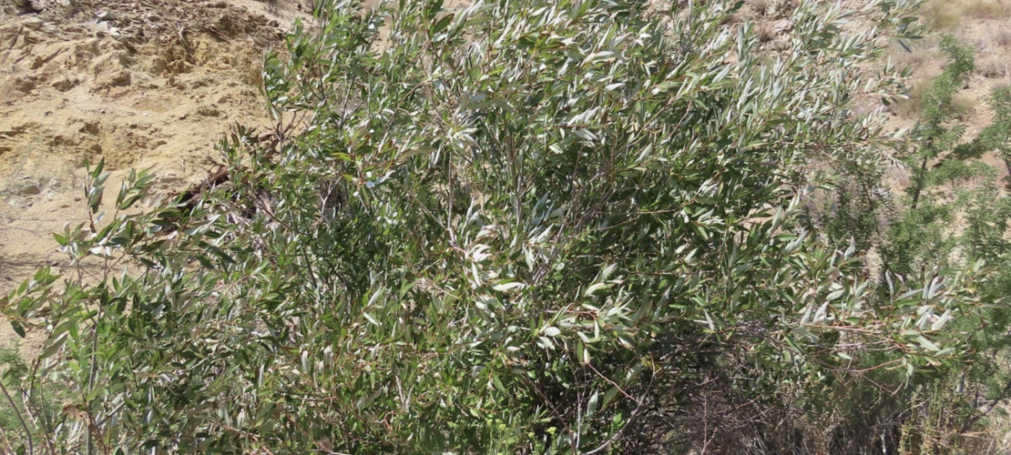 Salix lasiolepis