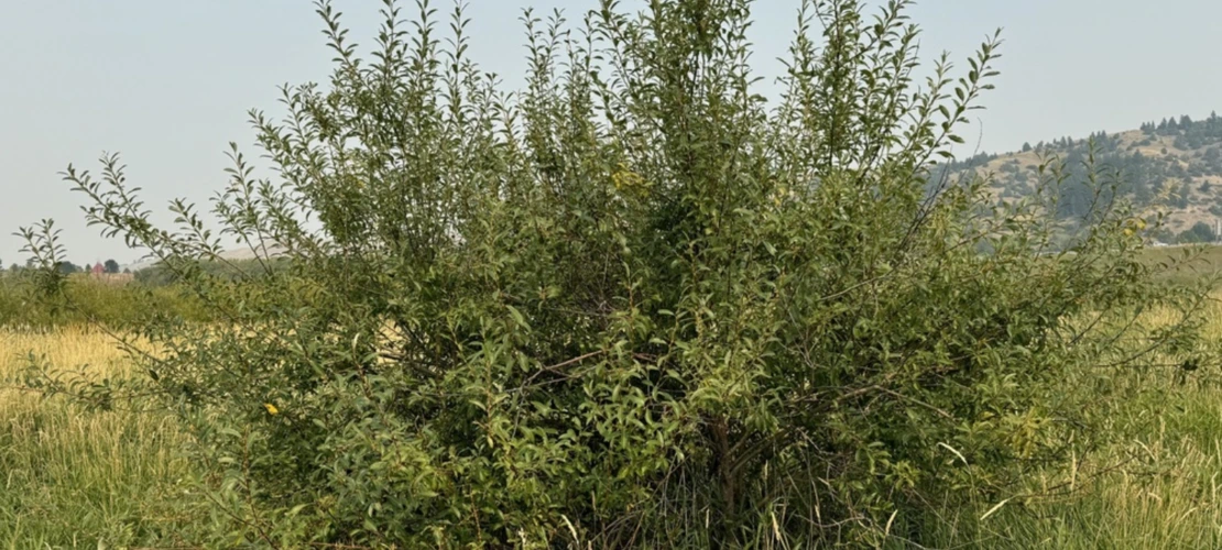 Salix lutea
