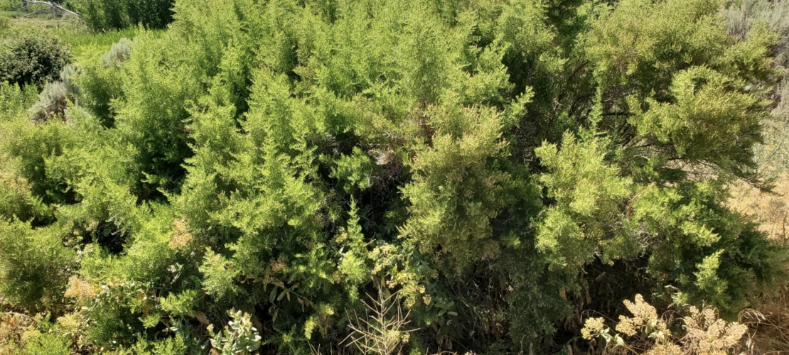 Sarcobatus vermiculatus