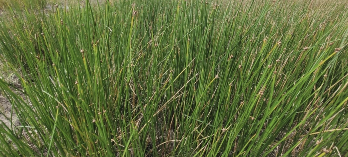 Schoenoplectus americanus