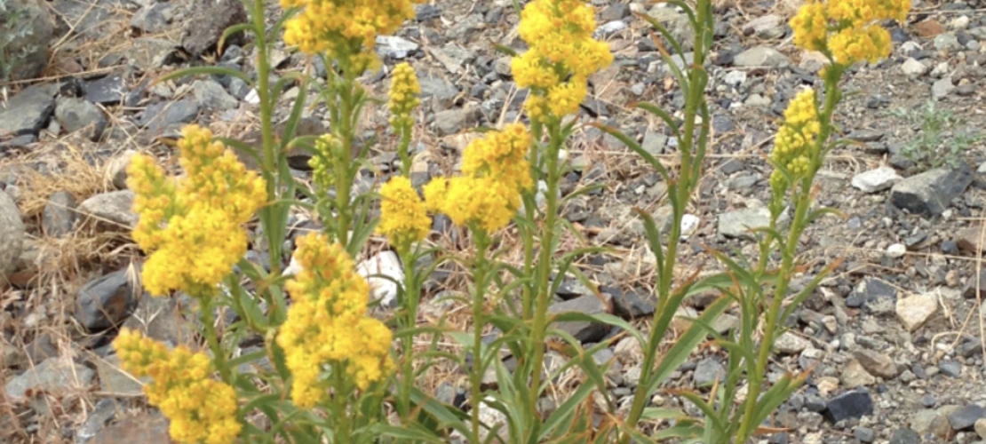 Solidago spectabilis