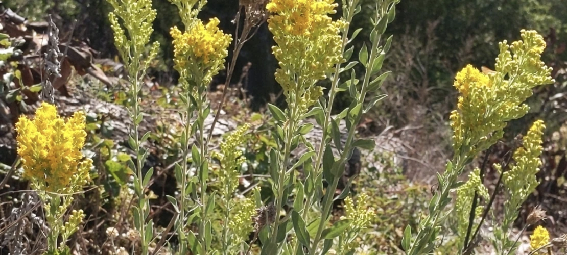 Solidago velutina