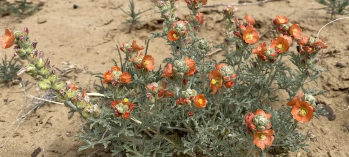 Sphaeralcea coccinea
