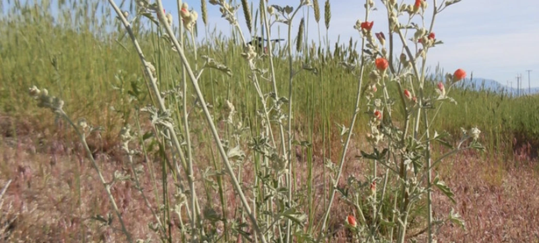 Sphaeralcea grossulariifolia