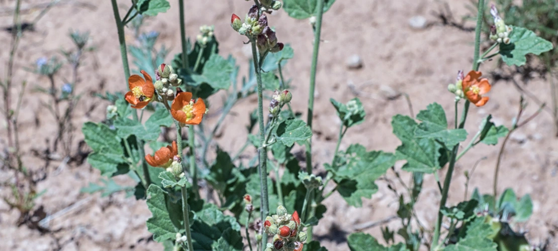 Sphaeralcea parvifolia