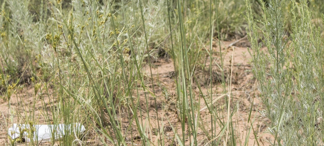 Sporobolus cryptandrus