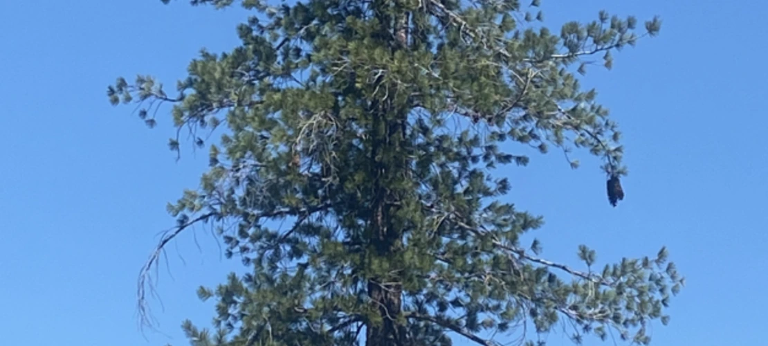 Pinus lambertiana