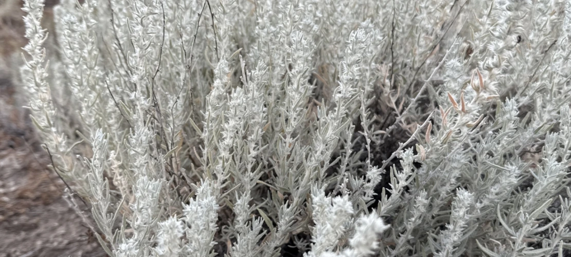 Krascheninnikovia lanata