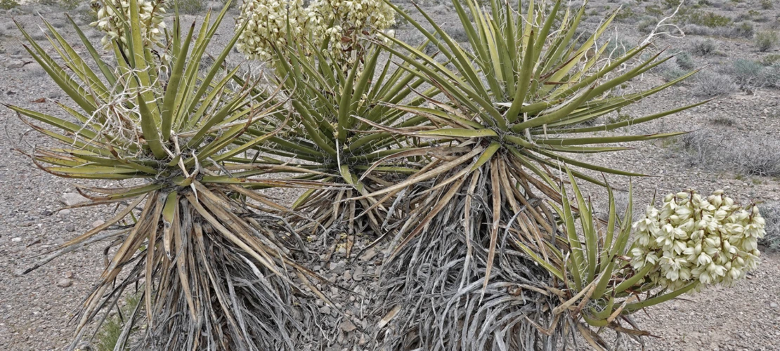 Yucca schidigera