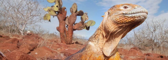 reptile in the desert