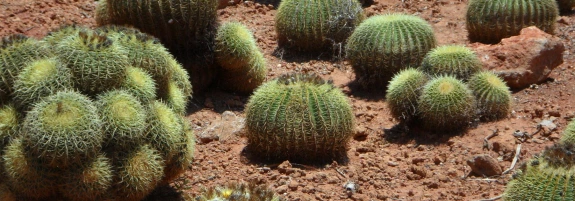 barrel cactus