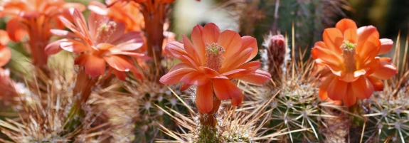 blooming cactus