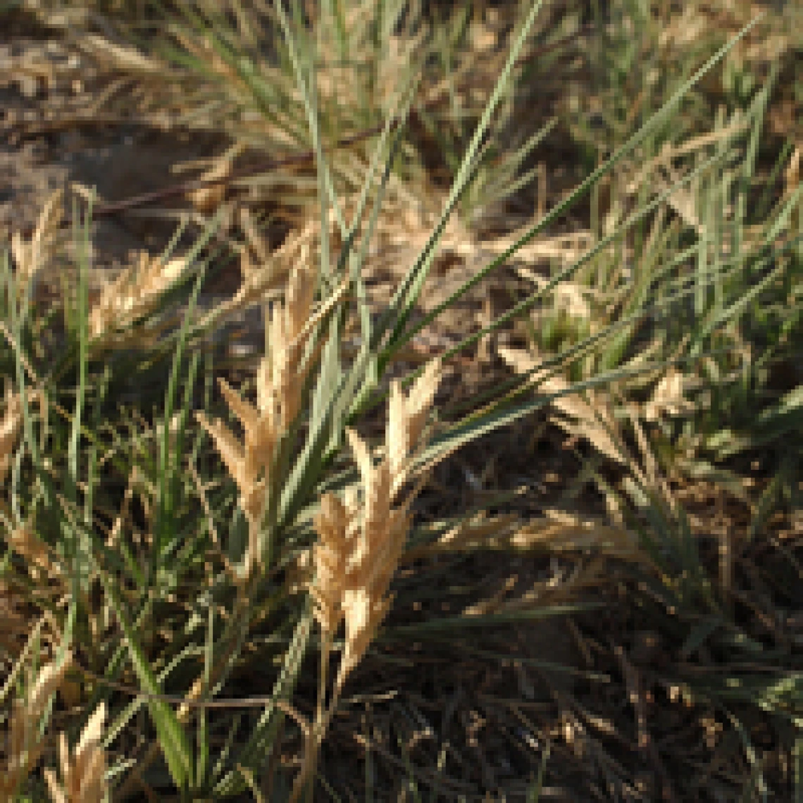 Distichlis spicata